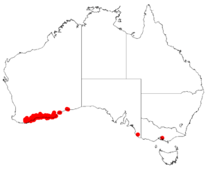 Isopogon trilobusDistMap37.png