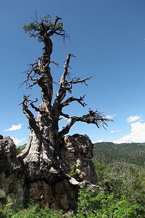 Jardine Juniper