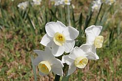 Jonquil flowers at f32