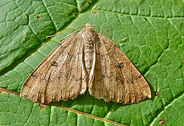 Kawakawa looper