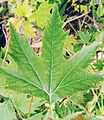 Leaf Of Platanus Orientalis 