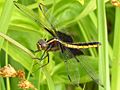 Libellula luctuosa-female