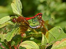 Libellulidae - Sympetrum semicinctum