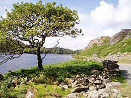 Llyn Cwm Bychan.jpg