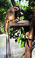 Lumholtz's tree kangaroo-03