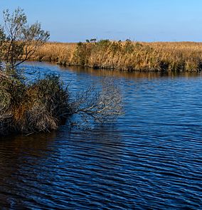 Mackay Island Wildlife Refuge 4 LR.jpg