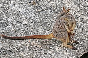 Mareeba Rock Wallaby JCB.jpg