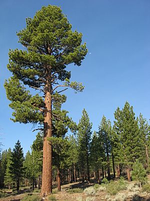 Mature Jeffrey Pine.JPG