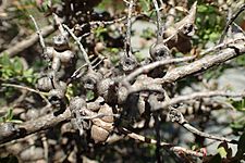 Melaleuca platycalyx fruit