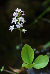 MenyanthesTrifoliata2.jpg