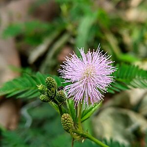 Mimosa flowers 01.jpg