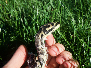 Morelia spilota cheynei