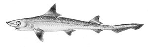 Mustelus mustelus1.jpg