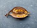 Opened seed pod of Brachychiton populneus