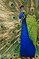 Oregon zoo peacock male