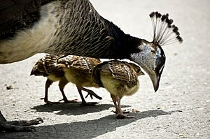 Pavo cristatus -Calgary Zoo -female with chicks-8a