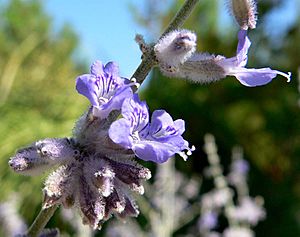 Perovskia atriplicifolia 3