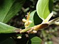 Persoonia cornifolia ovary