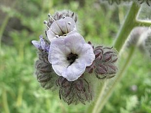 Phacelia cicutaria 002