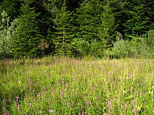 Plitvice Lakes, Croatia, Meadow