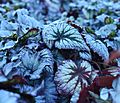 Plum Paisley Begonias