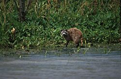 Raccoon in bayou