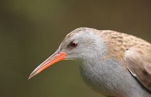 Rallus aquaticus portrait