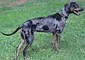 Sasquachcatahoulaspurdy