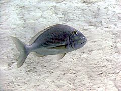 Saucereye porgy