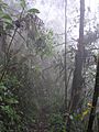 Selva Humeda Farallones de Cali