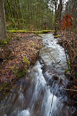 Sequalitchew-Creek-lower-canyon.jpg