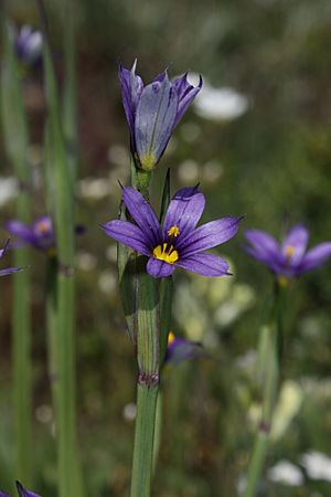 Sisyrinchium idahoense 5739.JPG