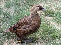 Spectacled Eider female RWD