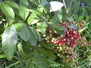 Starr 041018-0009 Schinus terebinthifolius.jpg