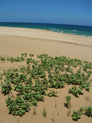 Starr 050516-1299 Vitex rotundifolia