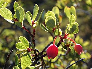 Starr 080813-9720 Vaccinium reticulatum.jpg