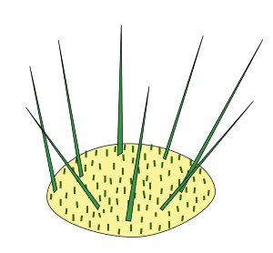 Stem morphology type areole