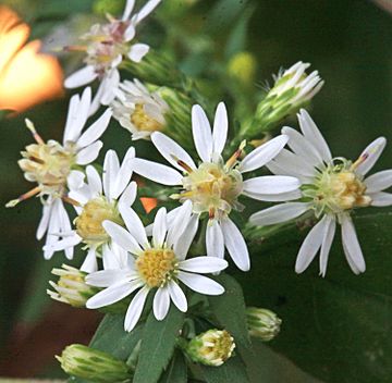 Symphyotrichum lateriflorum (15179970837)