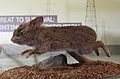 Taxidermied romerolagus diazi