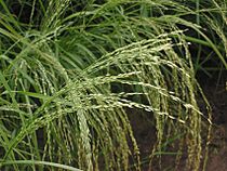 Teff pluim Eragrostis tef