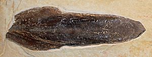 Trachyteuthis hastiformis 01