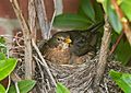 Turdus merula Nesting