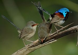 Variegated Fairywrens Dayboro 1207