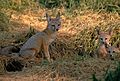 Vulpes macrotis mutica with pups