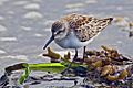 Western Sandpiper