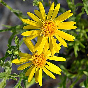 Wild Winter Asters (12069001843).jpg