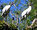 Wood Storks