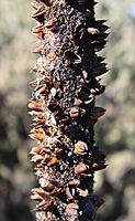 Xanthorrhoea preissii flower spike