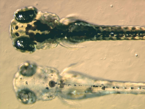 Zebrafish embryos