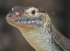 (1)Mertens water monitor